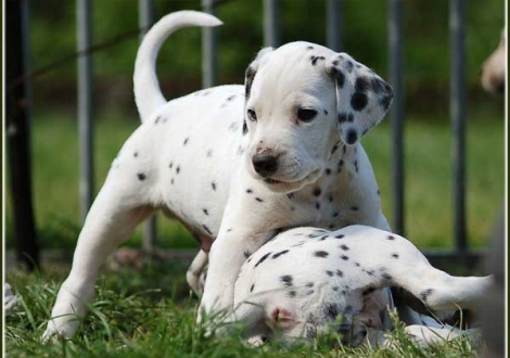 Pharuk vom Teutoburger Wald