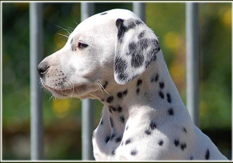 Phjarna vom Teutoburger Wald