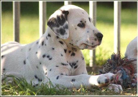 Pleasant Hope vom Teutoburger Wald