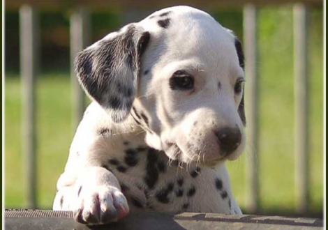 Palimé vom Teutoburger Wald