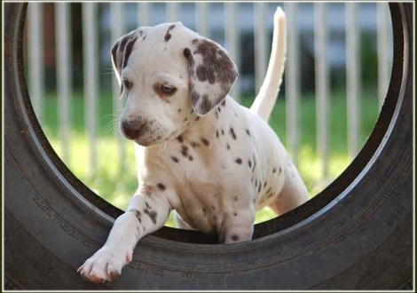 Palousa vom Teutoburger Wald