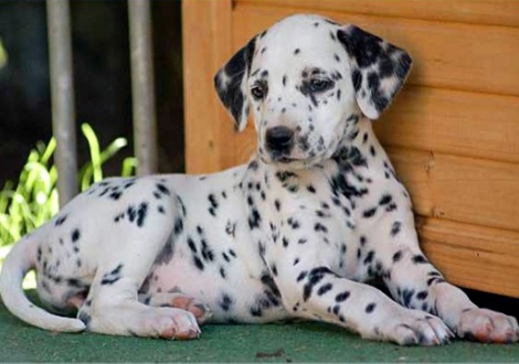 Phantasie vom Teutoburger Wald