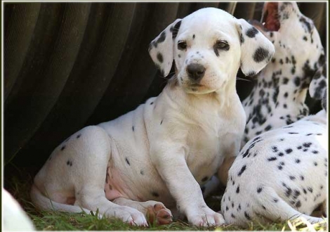 Philadelphia vom Teutoburger Wald