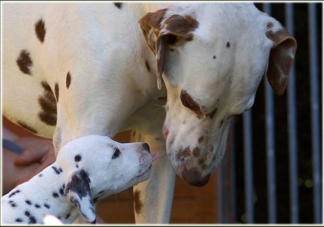 Petit Fleur sagt ein freches Hallo zu unserem LACRIMA CHRISTI Calypso