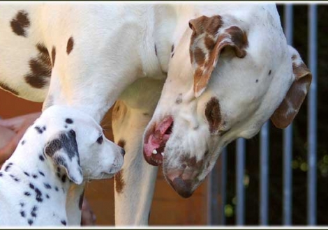 Calypso zeigt Petit Fleur vom Teutoburger Wald, wer hier der Boss ist