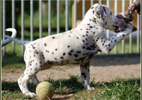 Palimé vom Teutoburger Wald