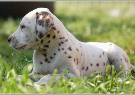 Palousa vom Teutoburger Wald