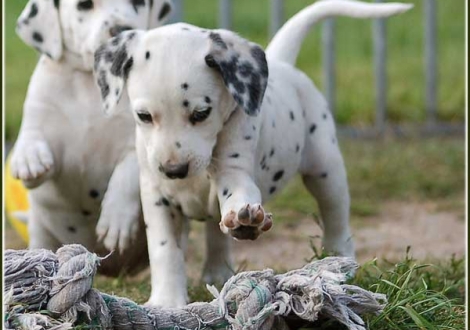Perfect Harmonie vom Teutoburger Wald