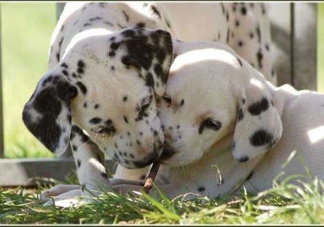 Phantasie & Philadelphia vom Teutoburger Wald