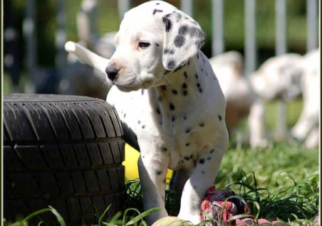 Pharuk vom Teutoburger Wald