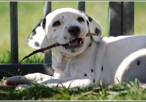 Philadelphia vom Teutoburger Wald