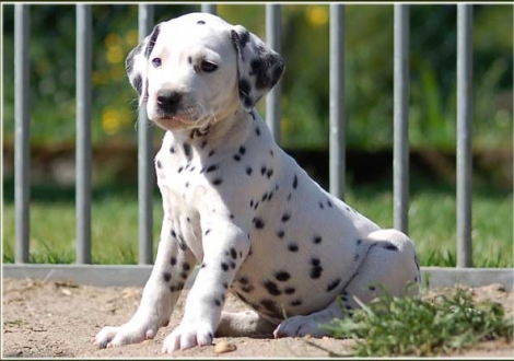 Phjarna vom Teutoburger Wald