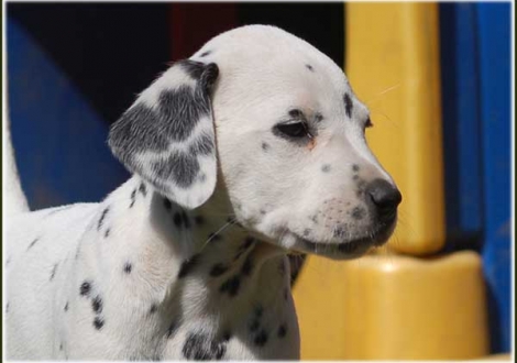 Pleasant Hope vom Teutoburger Wald