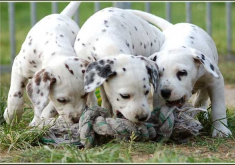 Palousa, Perfect Harmonie, Philadelphia vom Teutoburger Wald