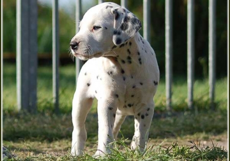 Pharuk vom Teutoburger Wald