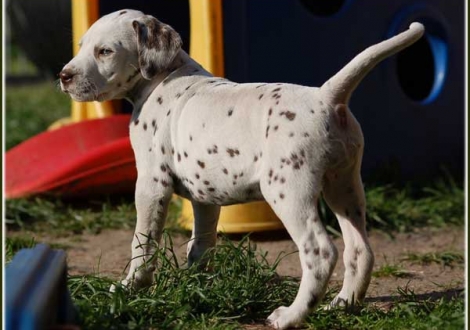Palousa vom Teutoburger Wald
