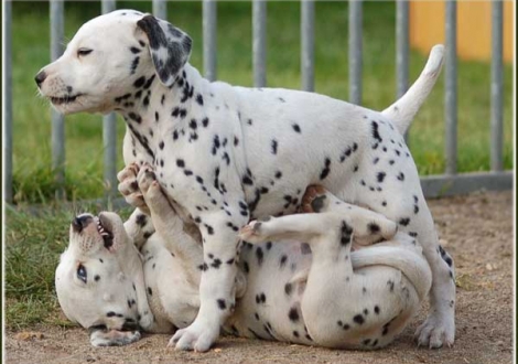 Palimé besiegt Perfect Harmonie vom Teutoburger Wald