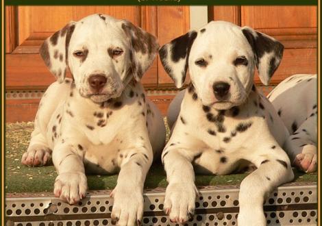 Bilder von unserem P-Wurf