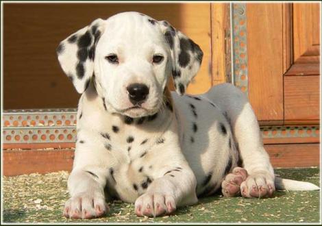 Pharuk vom Teutoburger Wald (Besitzer: Berenike Neefe in 04319 Leipzig)