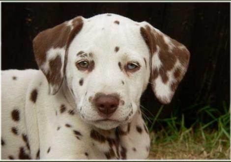 Unsere 2 knackigen weiß/braunen Mädels - Paris vom Teutoburger Wald (Besitzer: Familie Bäumer in 33689 Bielefeld)