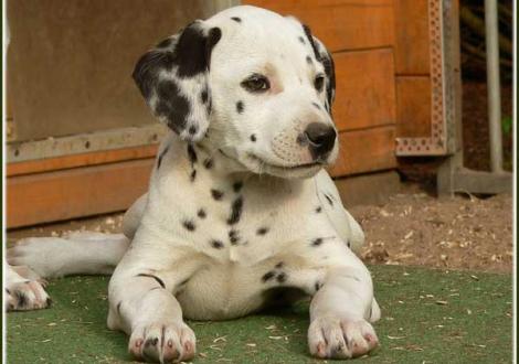 Unsere 7 hübschen weiß/schwarzen Damen - Perfect Harmonie vom Teutoburger Wald (Besitzer: Maike Kralik in 60431 Frankfurt)