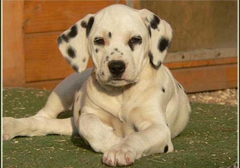 Philadelphia vom Teutoburger Wald (Besitzer: Familie Winter in 38154 Königslutter und Karola Lehmann