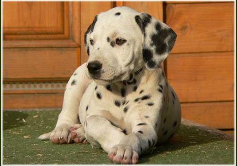 Phjarna vom Teutoburger Wald (Besitzer: Petra Rimbeck in 27616 Bokel)