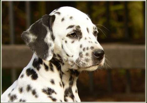 Phantasie vom Teutoburger Wald (Familie Domberg in 48329 Harixbeck)