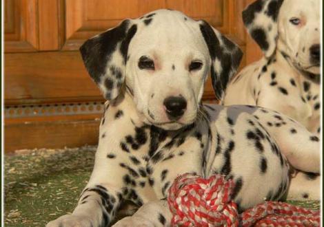 Palimé vom Teutoburger Wald (Besitzer: Iris Nickel-Schmidtke in 24960 Glücksburg)