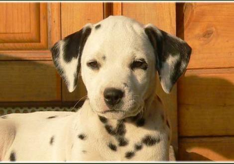 Petit Fleur vom Teutoburger Wald (Besitzer: Maja Jovicic in 10961 Berlin)