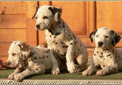 Palousa, Petit Fleur, Phjarna vom Teutoburger Wald