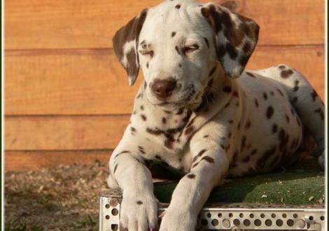 Paris vom Teutoburger Wald