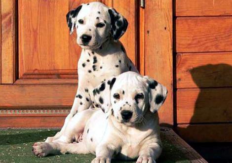 Perfect Harmonie & Philadelphia vom Teutoburger Wald