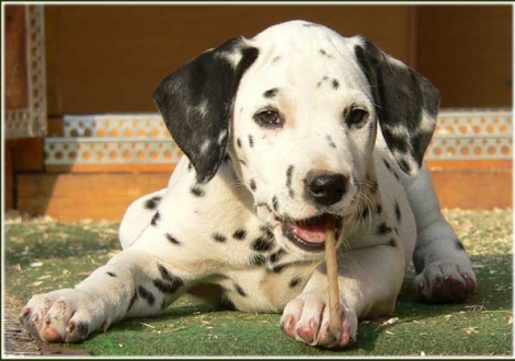 Perfect Project vom Teutoburger Wald