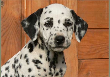 Phantasie vom Teutoburger Wald