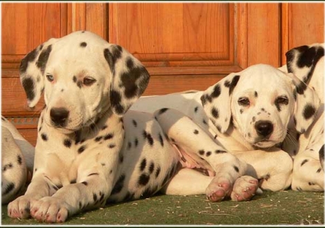 Phjarna & Philadelphia vom Teutoburger Wald