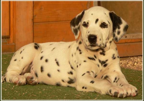 Pleasant Hope vom Teutoburger Wald