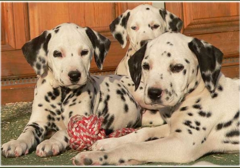 Palimé, Phjarna, Perfect Project vom Teutoburger Wald