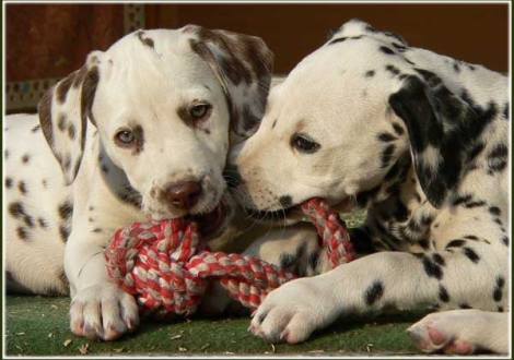 Palousa & Palimé vom Teutoburger Wald