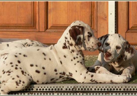 Paris & Palousa vom Teutoburger Wald