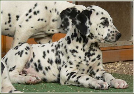 Phantasie vom Teutoburger Wald