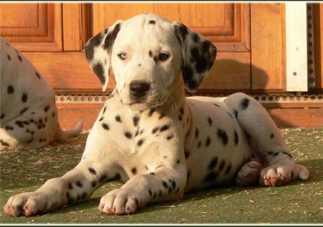 Phjarna vom Teutoburger Wald