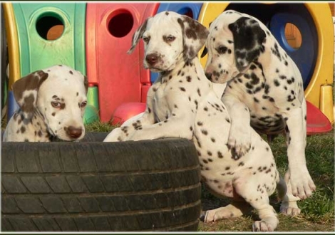 Paris, Palousa, Perfect Project vom Teutoburger Wald