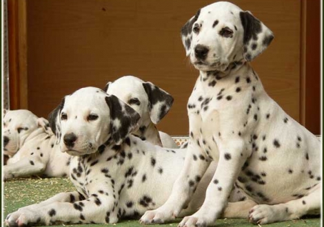 Palimé & Pleasant Hope vom Teutoburger Wald