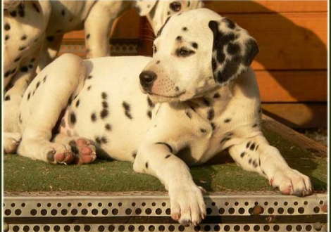 Perfect Harmonie vom Teutoburger Wald