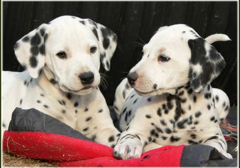 Pharuk & Palimé vom Teutoburger Wald