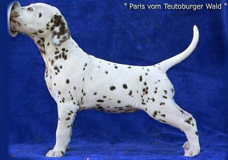 Unsere 2 knackigen weiß/braunen Mädels - Paris vom Teutoburger Wald (Besitzer: Familie Bäumer in 33689 Bielefeld)