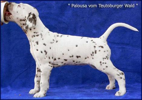 Palousa vom Teutoburger Wald (Besitzer: Jana Krüger in Bitterfeld)