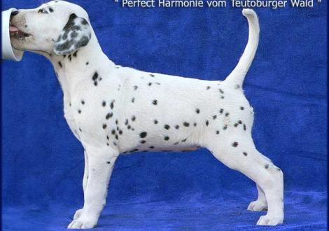 Unsere 7 hübschen weiß/schwarzen Damen - Perfect Harmonie vom Teutoburger Wald (Besitzer: Maike Kralik in 60431 Frankfurt)