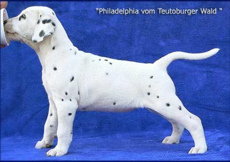 Philadelphia vom Teutoburger Wald (Besitzer: Familie Winter in 38154 Königslutter & Karola Lehmann Dalmatiner vom Teutoburger Wald)